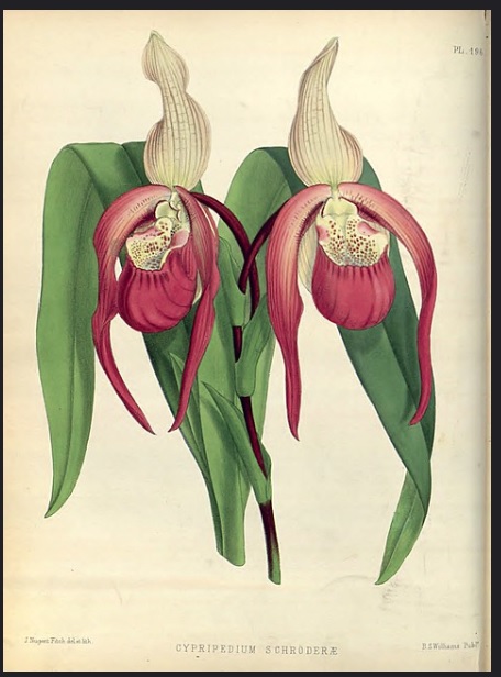 Cypripedium schroederae