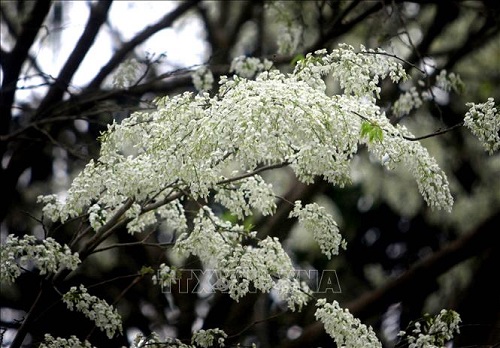 Dalbergia tonkinensis