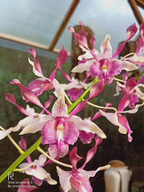 Dendrobium gibsonii