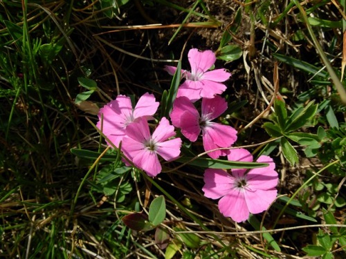 Dianthus scardicus