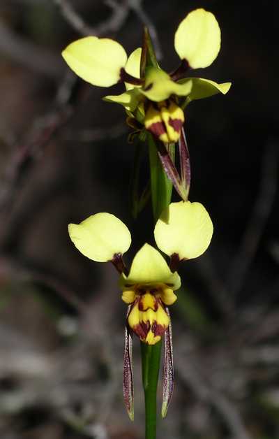 Diuris magnifica 