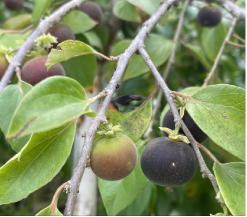 Dovyalis caffra