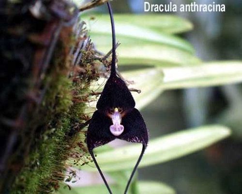 Dracula amaliae