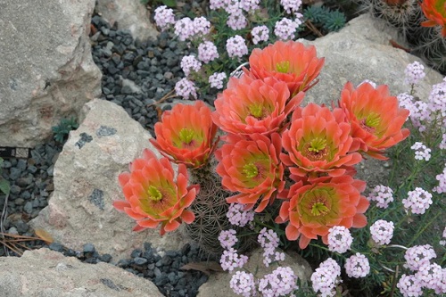 Echinocereus subinermis