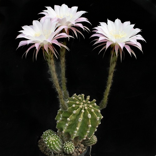 Echinopsis pachanoi