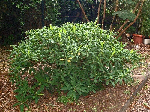 Edgeworthia chrysantha