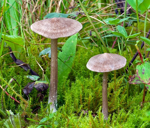 Entoloma chalybeum