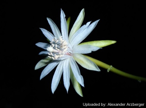 Epiphyllum hookeri 