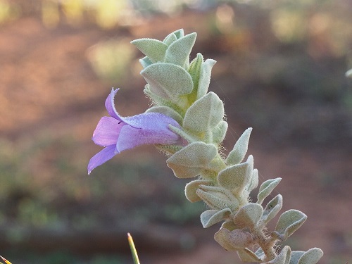 Eremophila mackinlayi