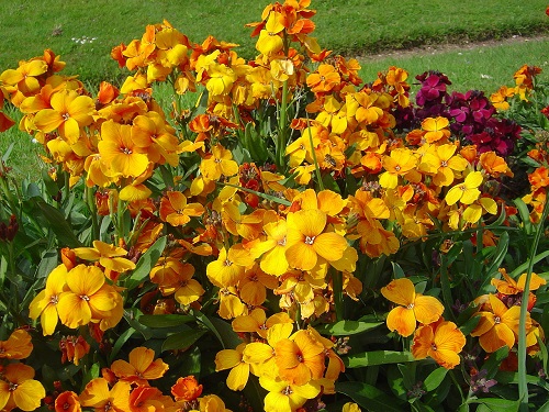 Erysimum caboverdeanum