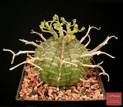 Euphorbia canariensis