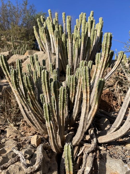 Euphorbia damarana