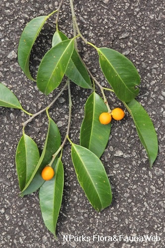 Ficus stricta