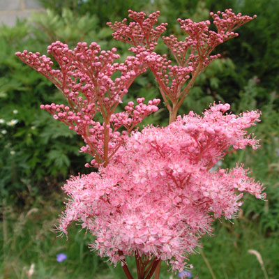 Filipendula rubra