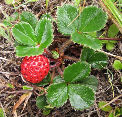 Fragaria ananassa