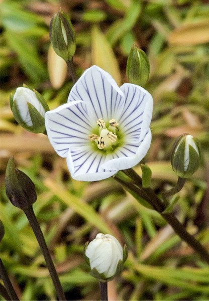 Горечавочка болгарская