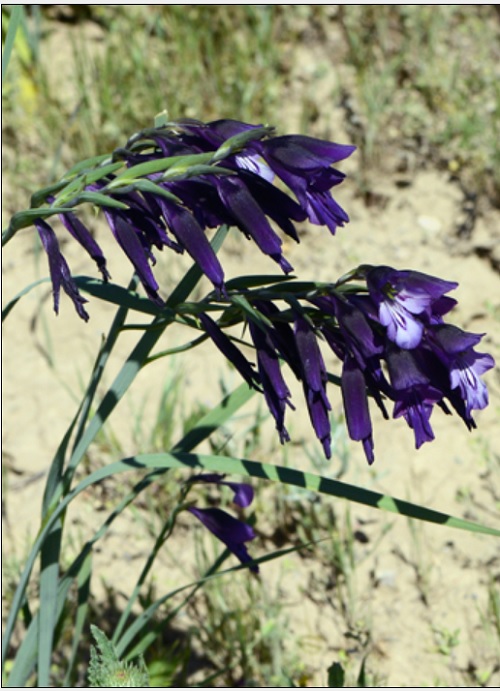 Gladiolus halophilus