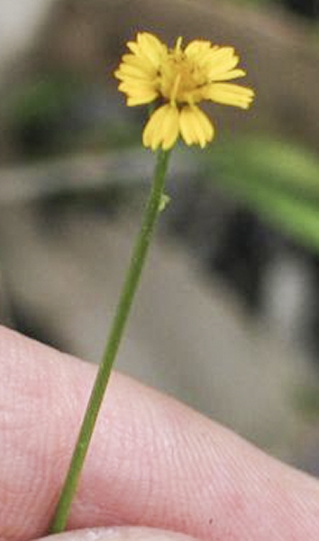 Glossocardia bidens