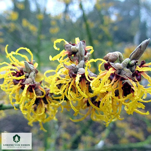 Hamamelis mollis