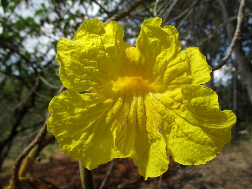 Tabebuia chrysantha 