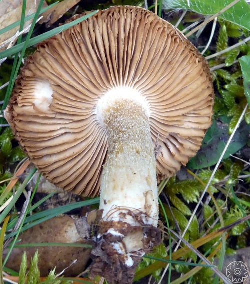 Hebeloma mesophaeum