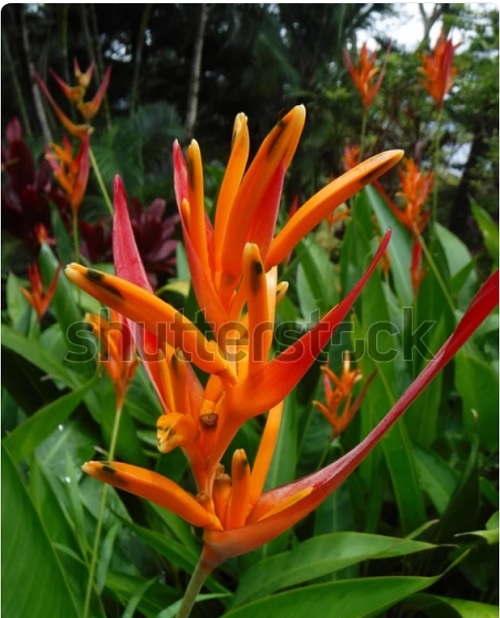 Heliconia collinsiana