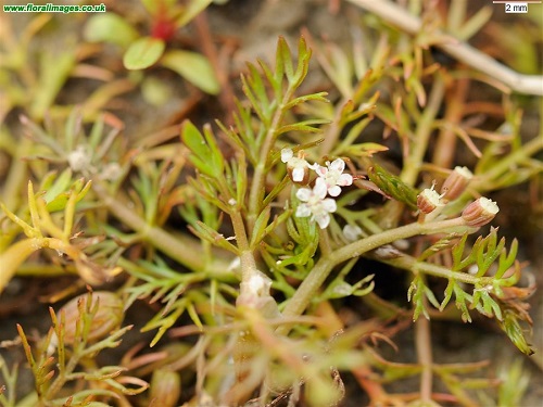 Apium graveolens