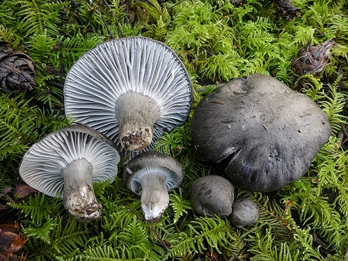Hygrophorus marzuolus 