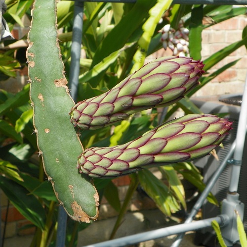 Hylocereus ocamponis