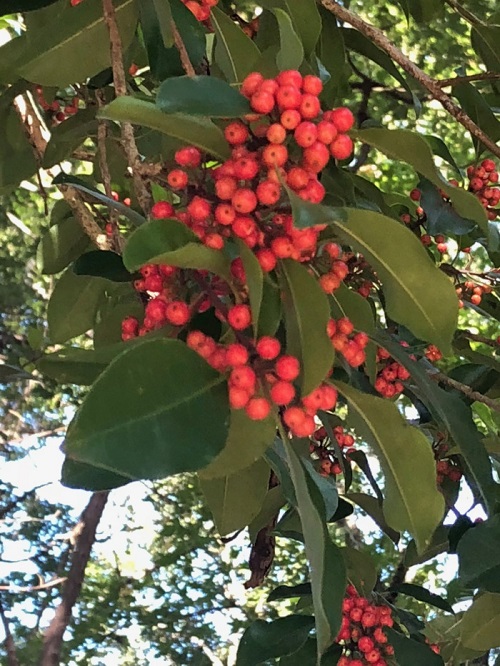 Ilex latifolia