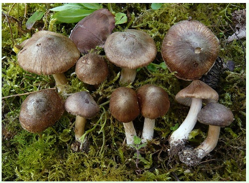Inocybe destricta