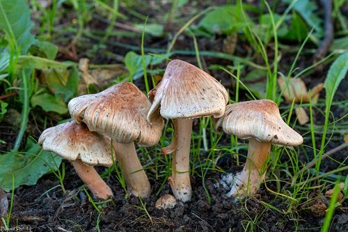 Inocybe ayangannae