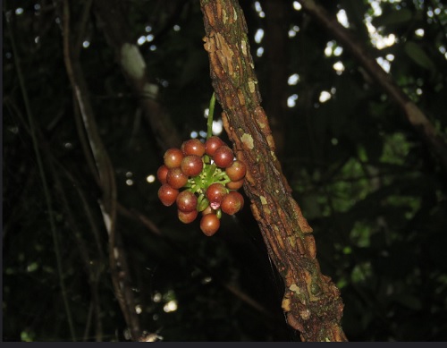 Kadsura scandens