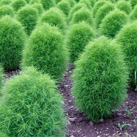 Kochia scoparia