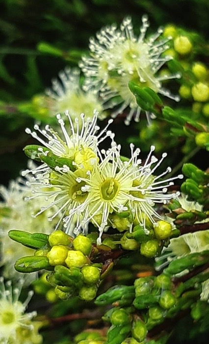 Kunzea preissiana