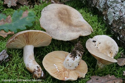 Lactarius azonites