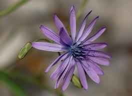 Lactuca takhtadzhianii