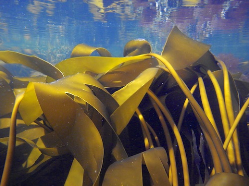 Laminaria digitata