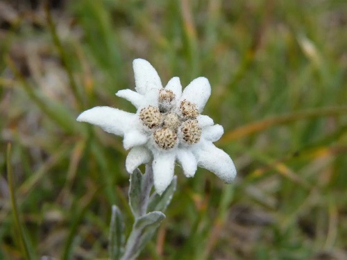 Leontopodium fedtschenkoanum