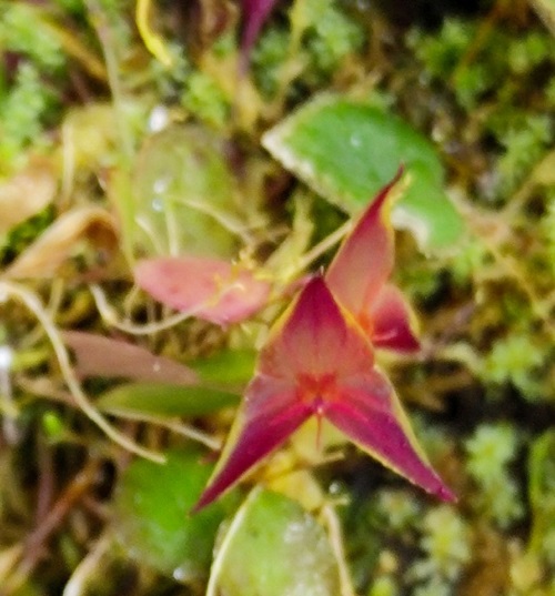 Lepanthes golondrina