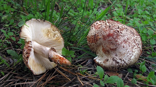 Leucoagaricus badhamii