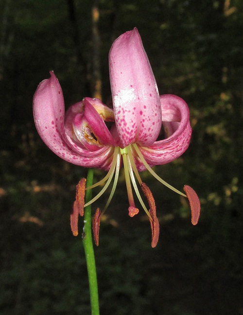 Lilium armenum