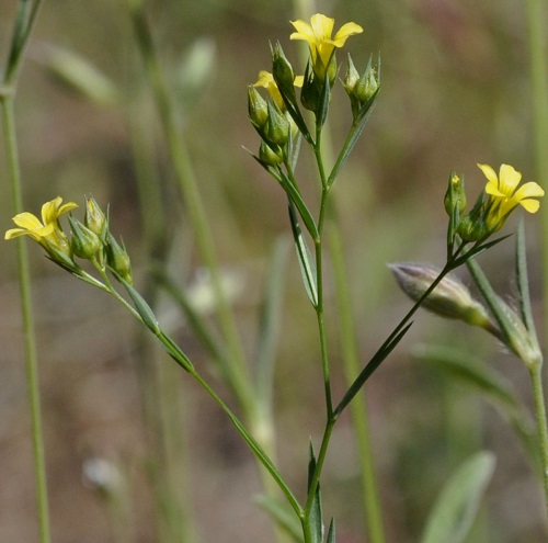 Linum usitatissimum