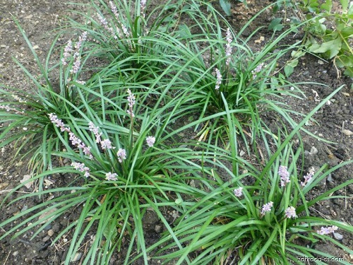 Asparagus officinalis