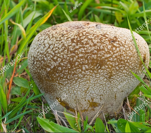 Lycoperdon caelatum 