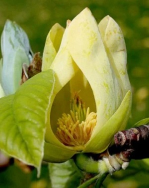 Magnolia acuminata