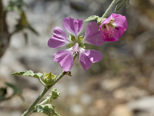 Malva unguiculata