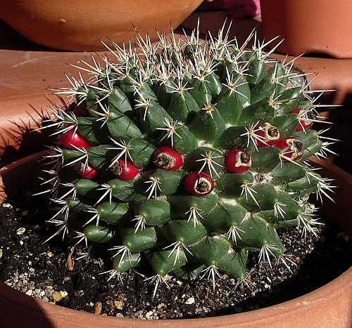 Mammillaria dolichocentra