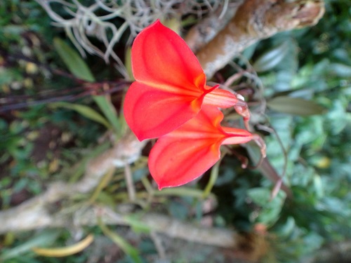 Masdevallia racemosa
