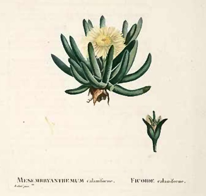 Mesembryanthemum acinaciforme